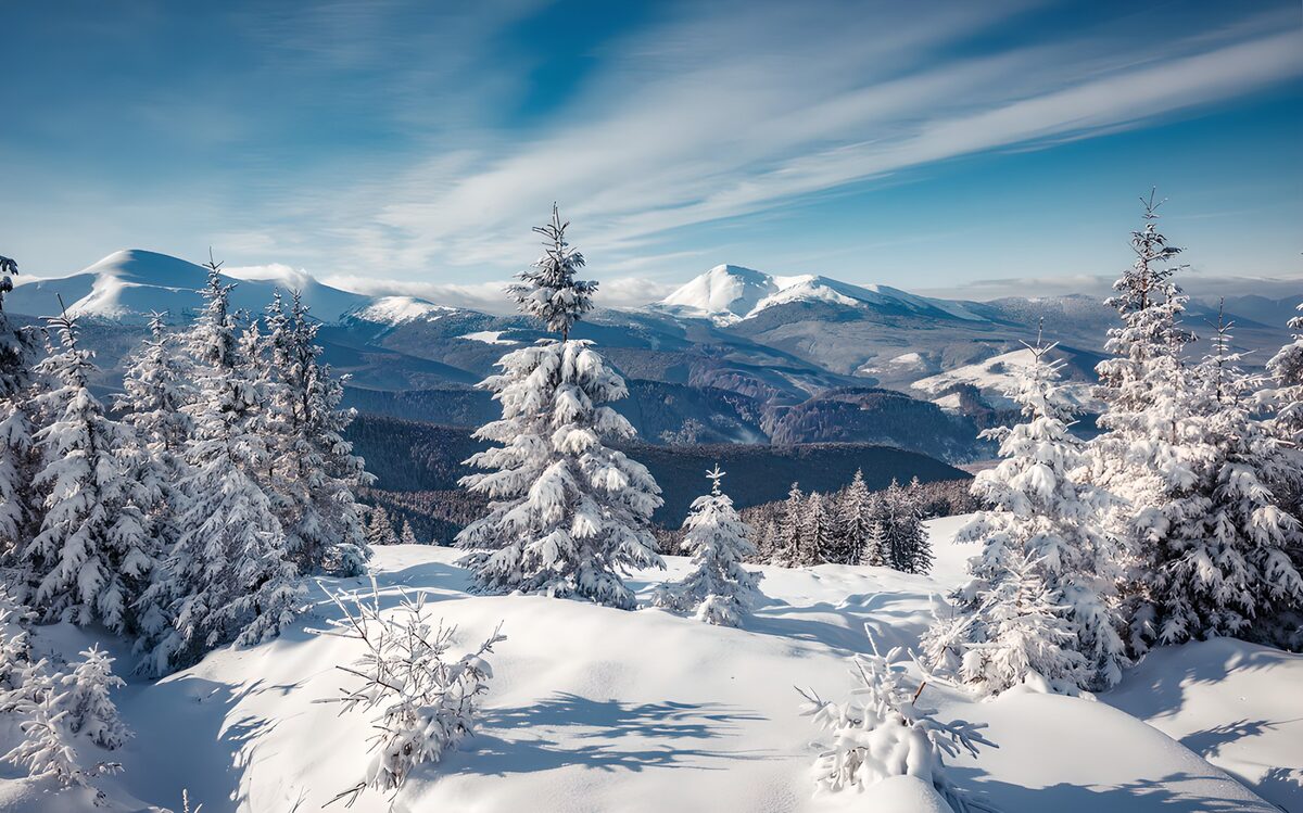 Snowy conifers and sunlit mountain peaks