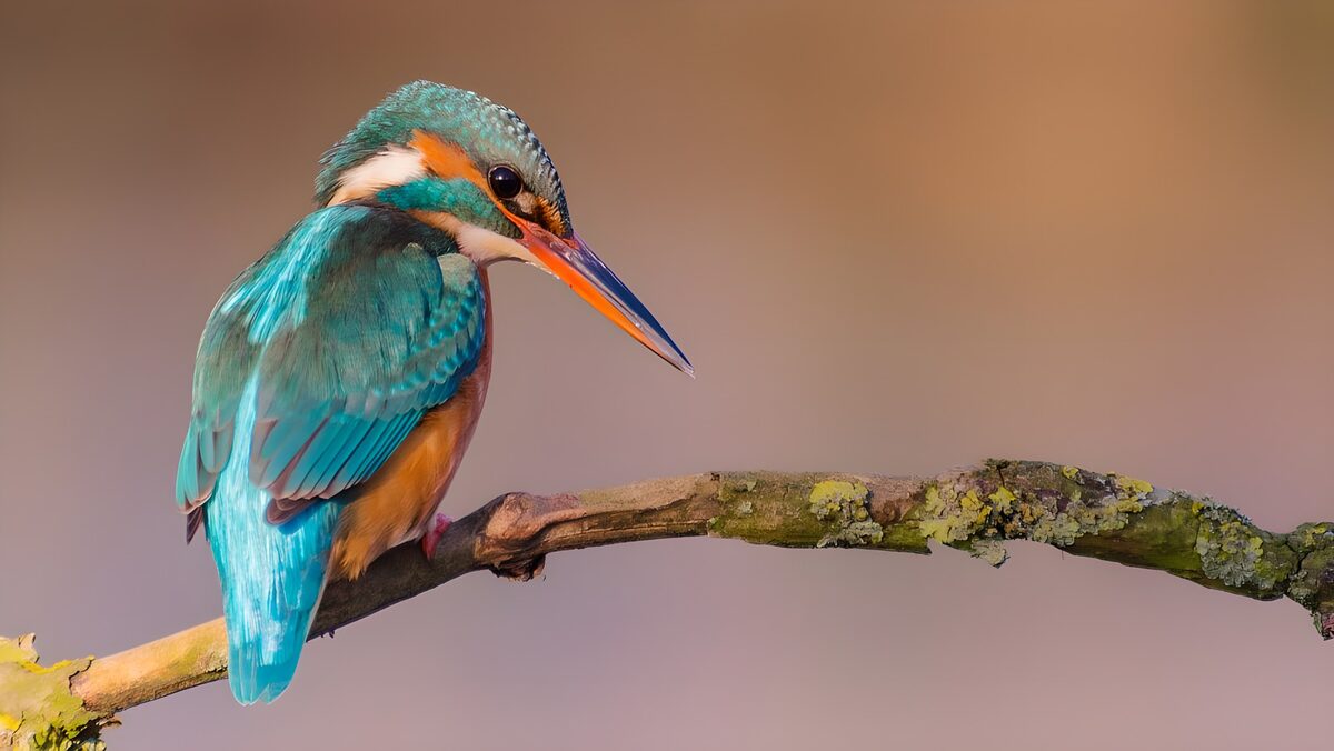 Kingfisher perched in warm light