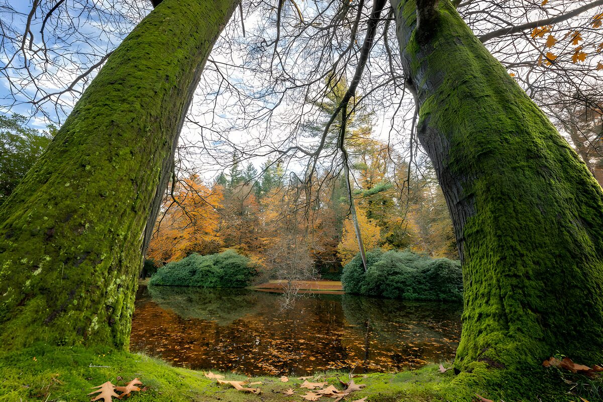 Quiet autumn pond between mossy trunks