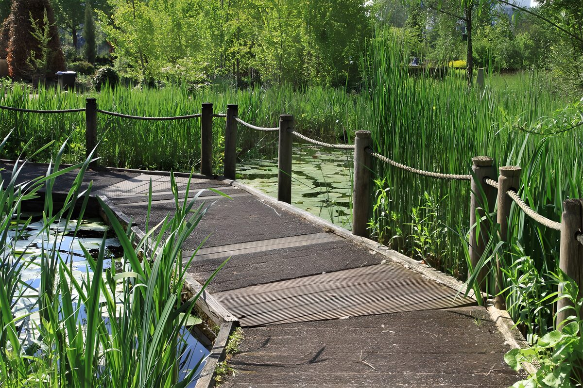 Sunlit boardwalk over a garden pond