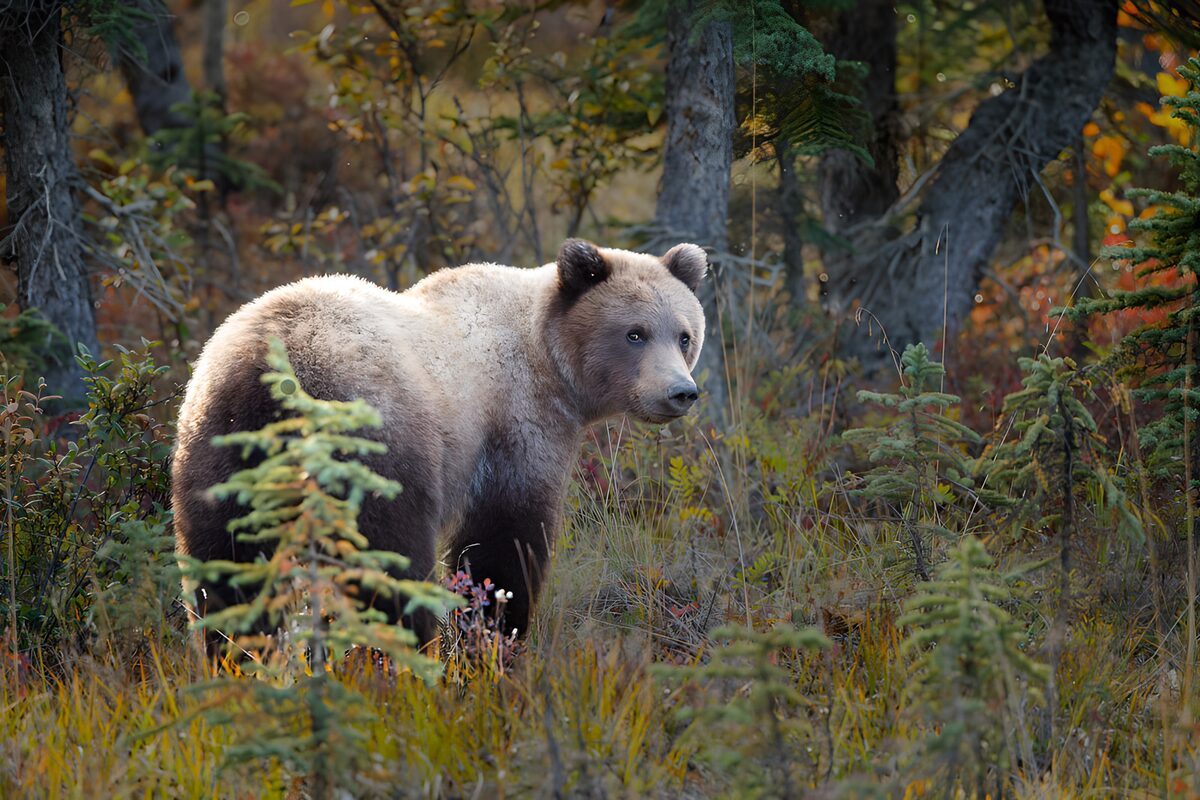 Watchful brown bear among autumn conifers