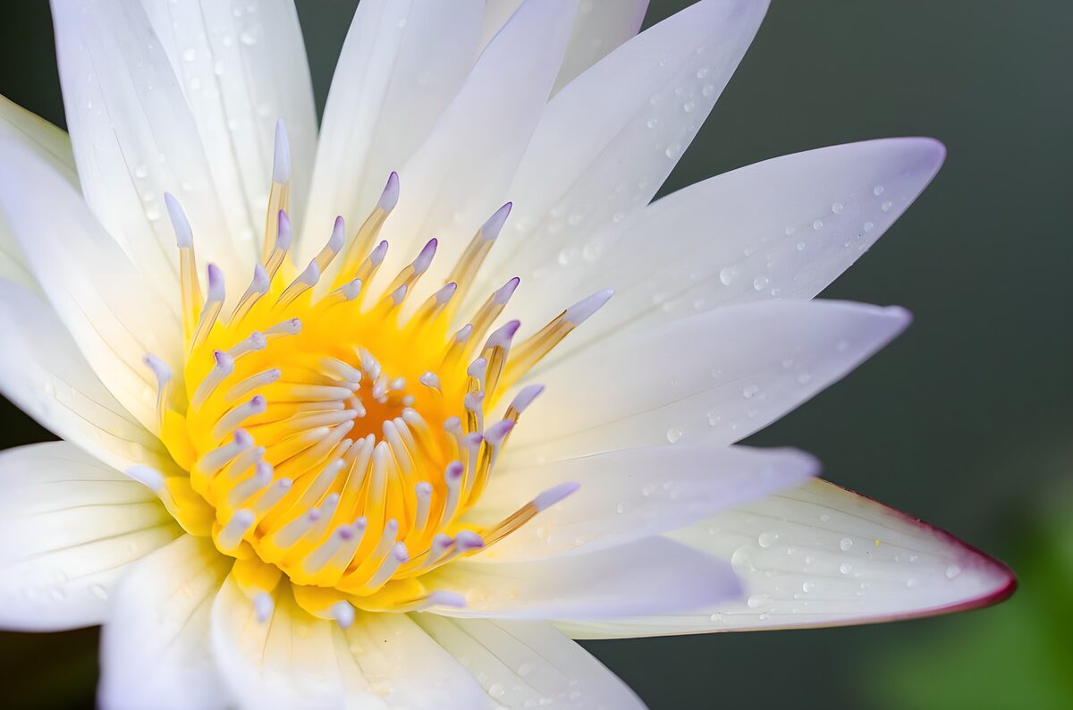 White water lily in soft light