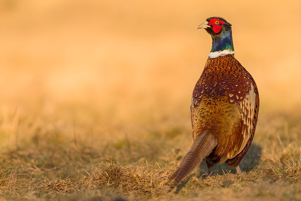 Male pheasant in golden grass