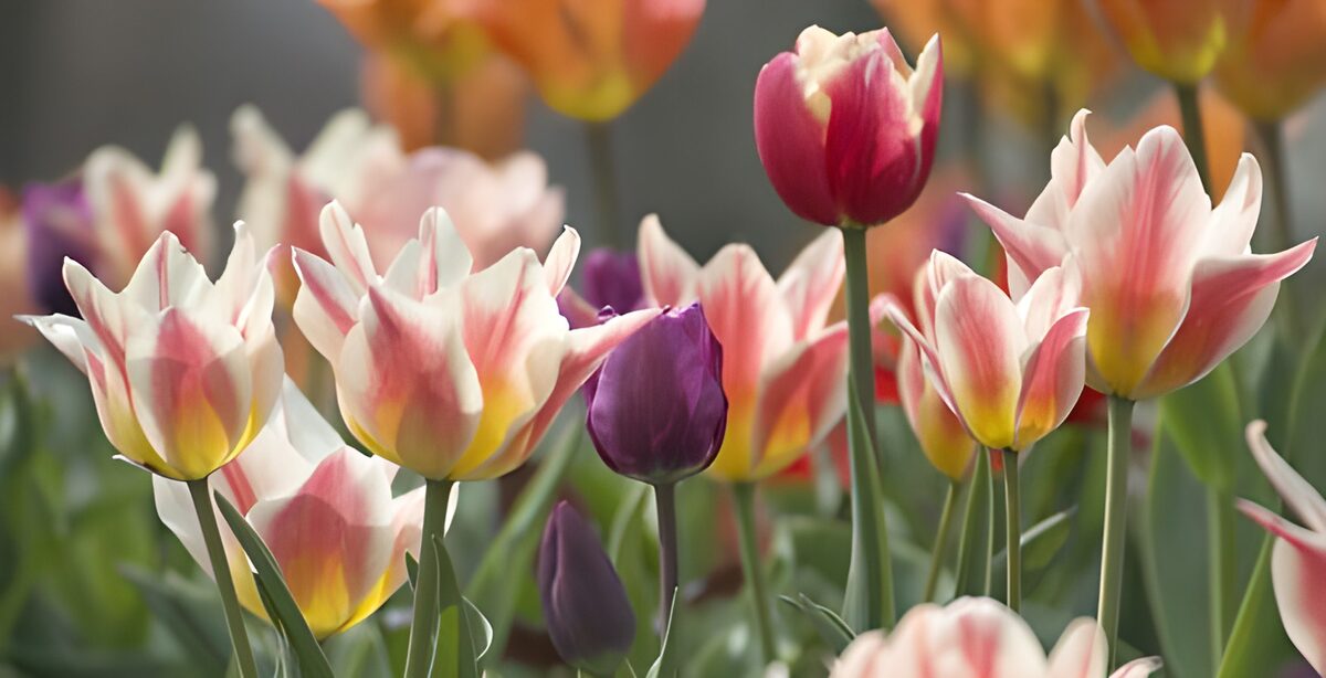 Pink, cream and purple tulips in soft light