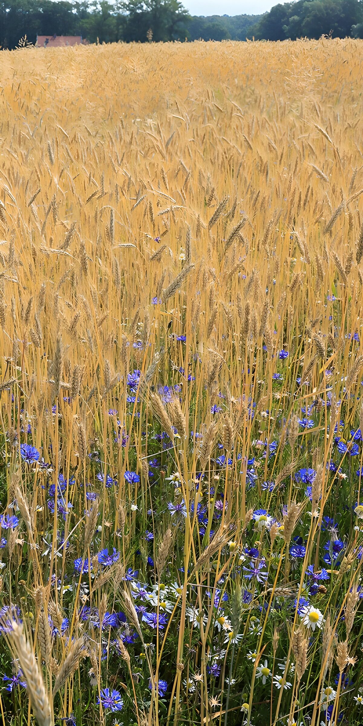 Cornflowers in a sunlit grain field
