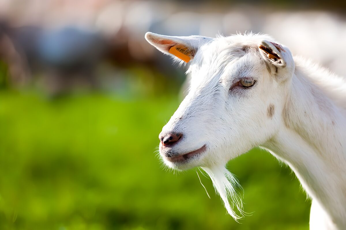 White goat in a sunlit close-up
