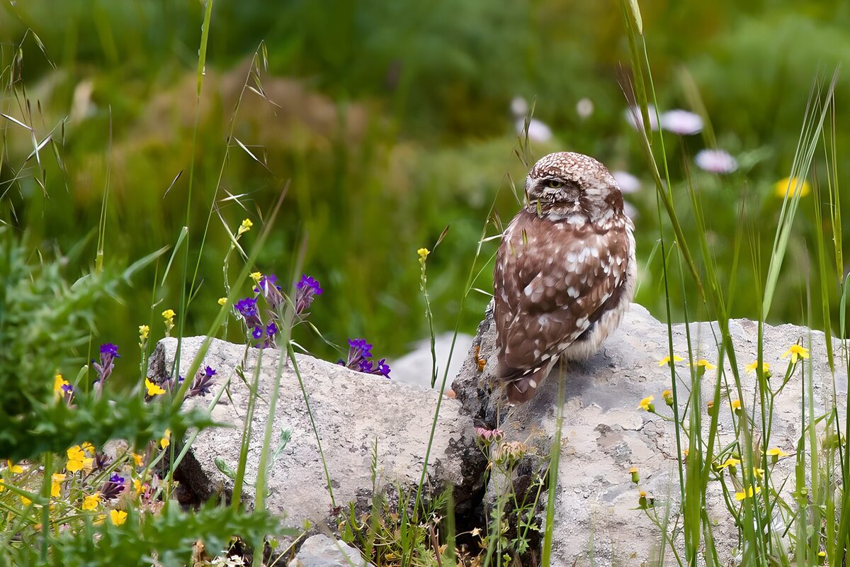 Little owl on rocks among wildflowers
