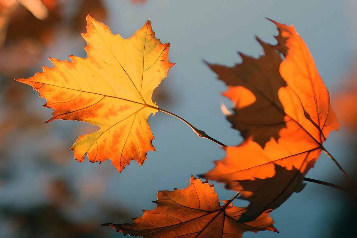 Golden maple leaves in autumn sunlight