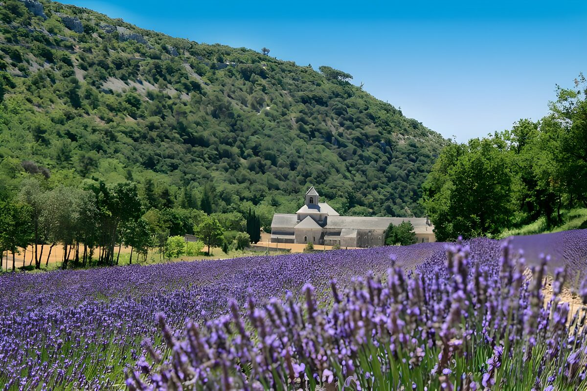 Lavender field beside a sunlit abbey