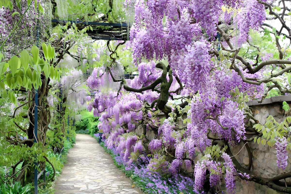 Purple wisteria over a quiet garden path