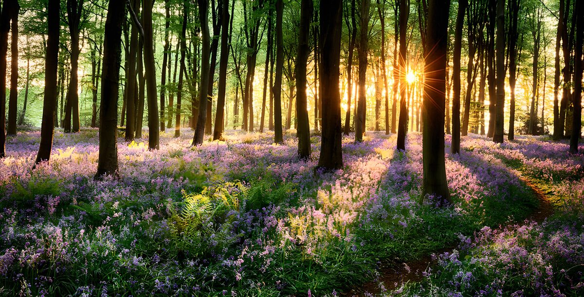 Purple flowers drink in the woodland light