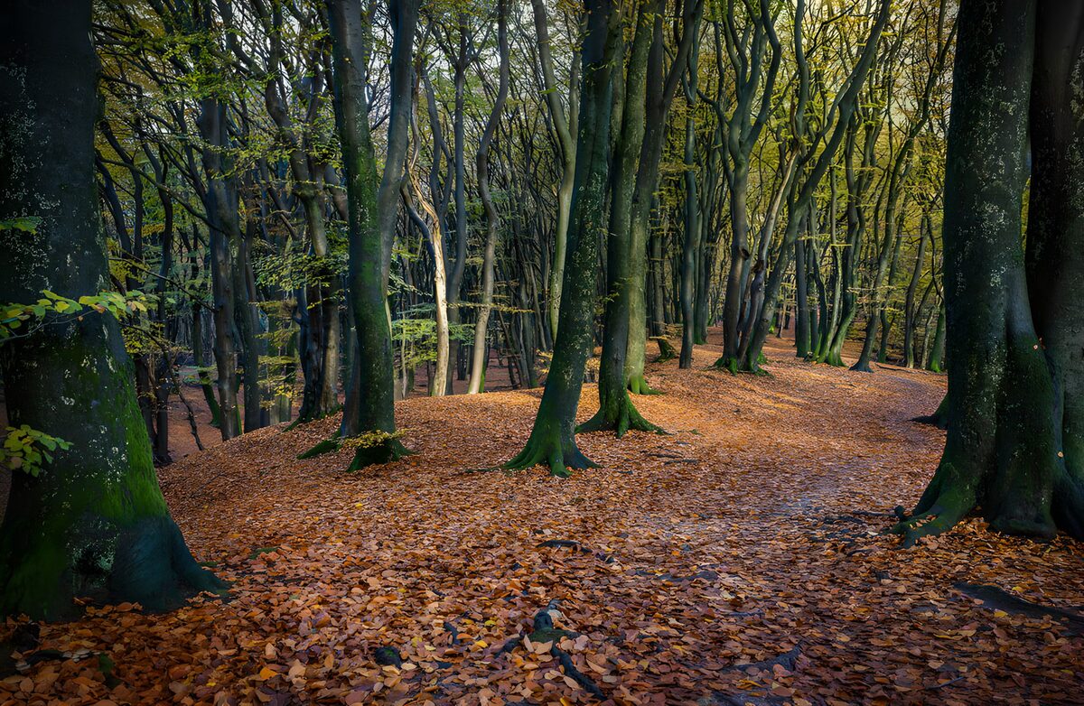 A quiet path through autumn woodland