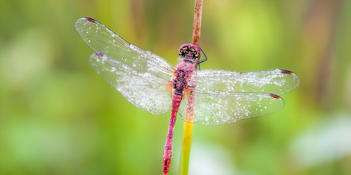 Red dragonfly with glistening wings