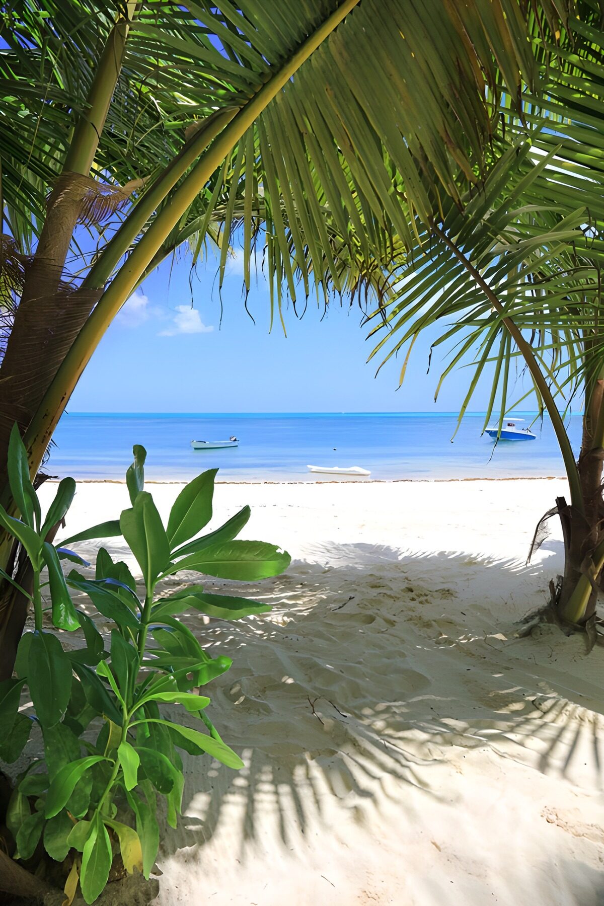 Palm-framed beach and turquoise sea