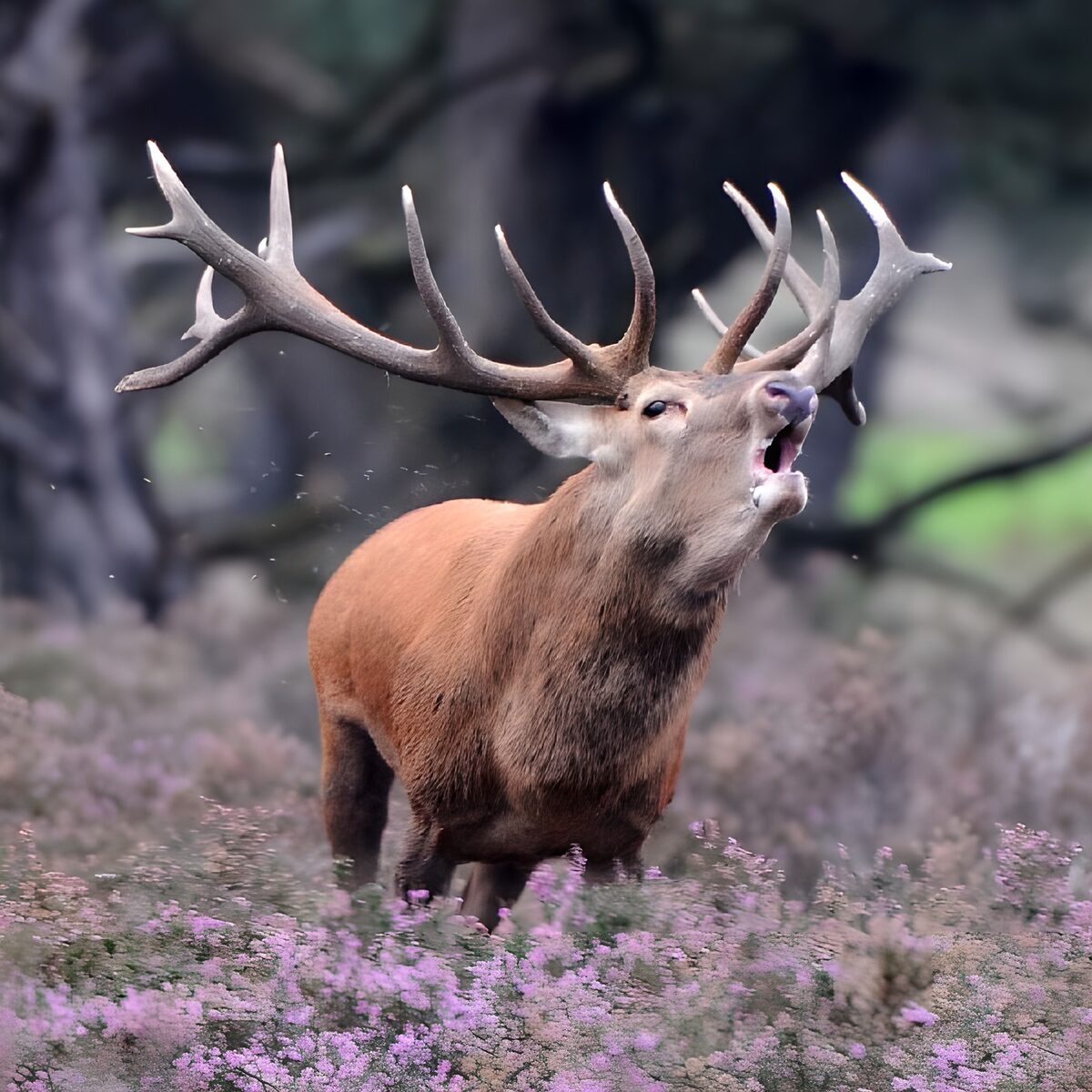 Red deer stag calling among pink heather