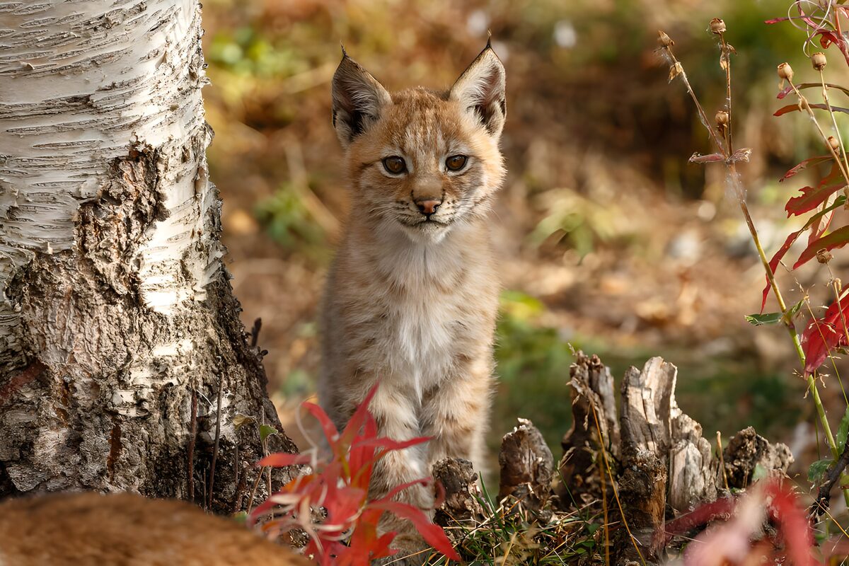 Young lynx beside a birch in autumn