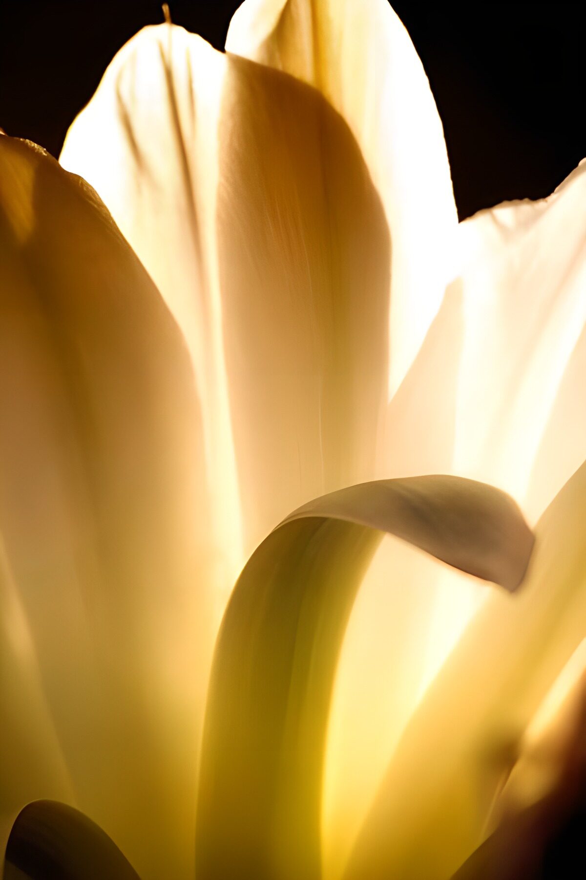 Yellow tulip petals in golden light