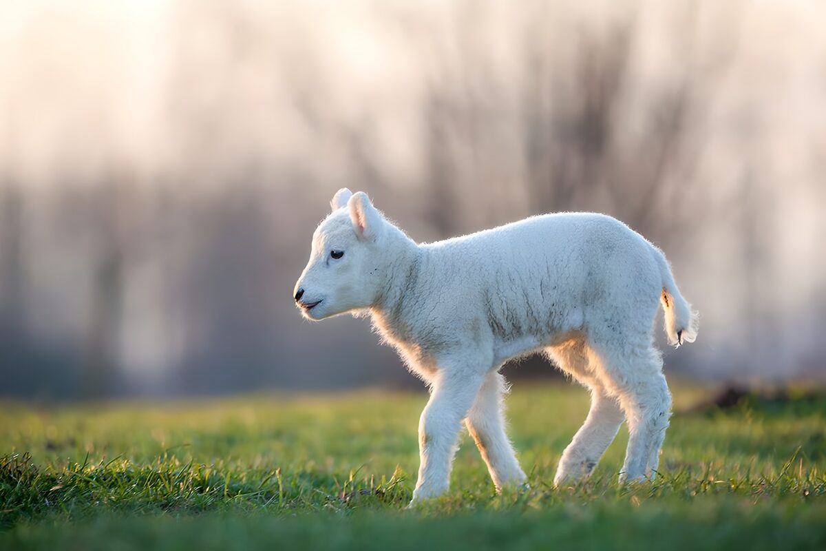 White lamb stepping through sunlit grass