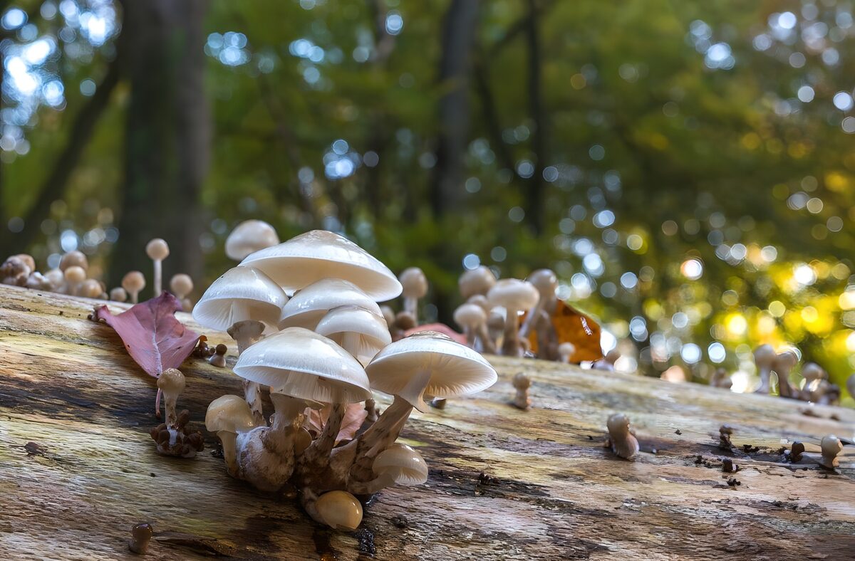 White mushrooms on a quiet woodland log