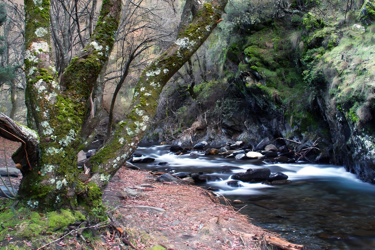 Quiet woodland stream between mossy banks