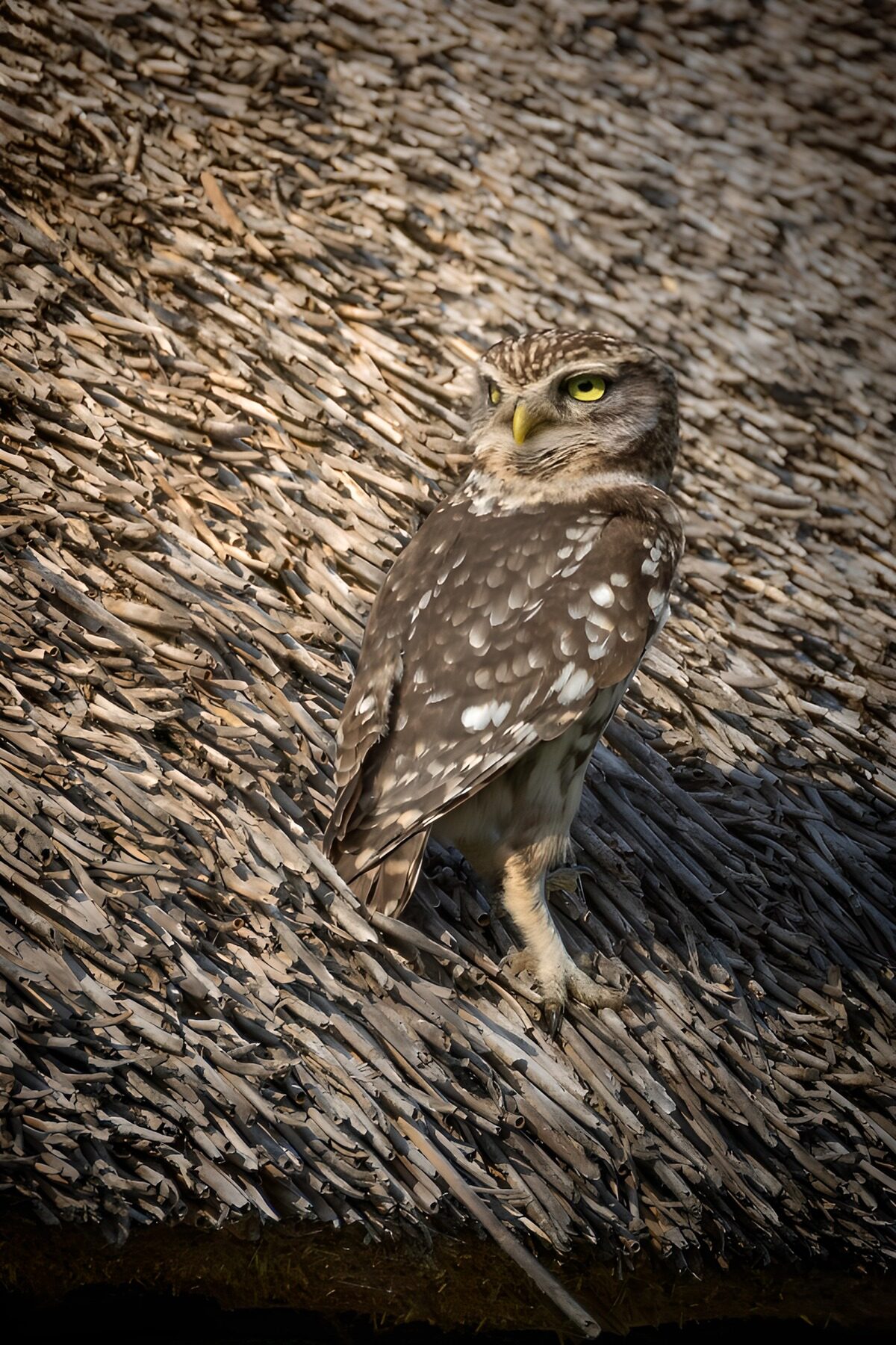 GCUK92267