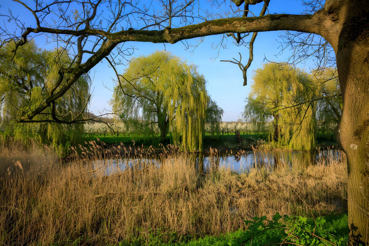 Spring pond with sunlit willows