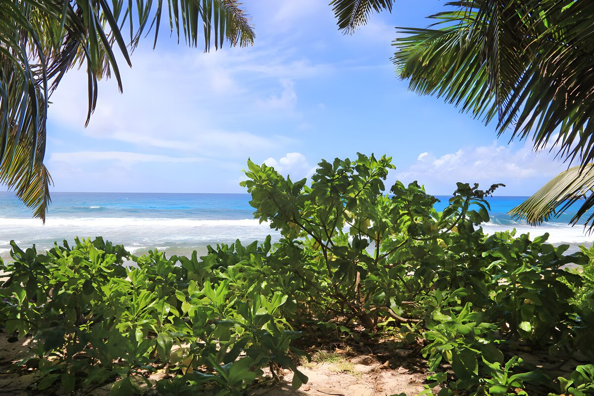 Tropical beach through the palms