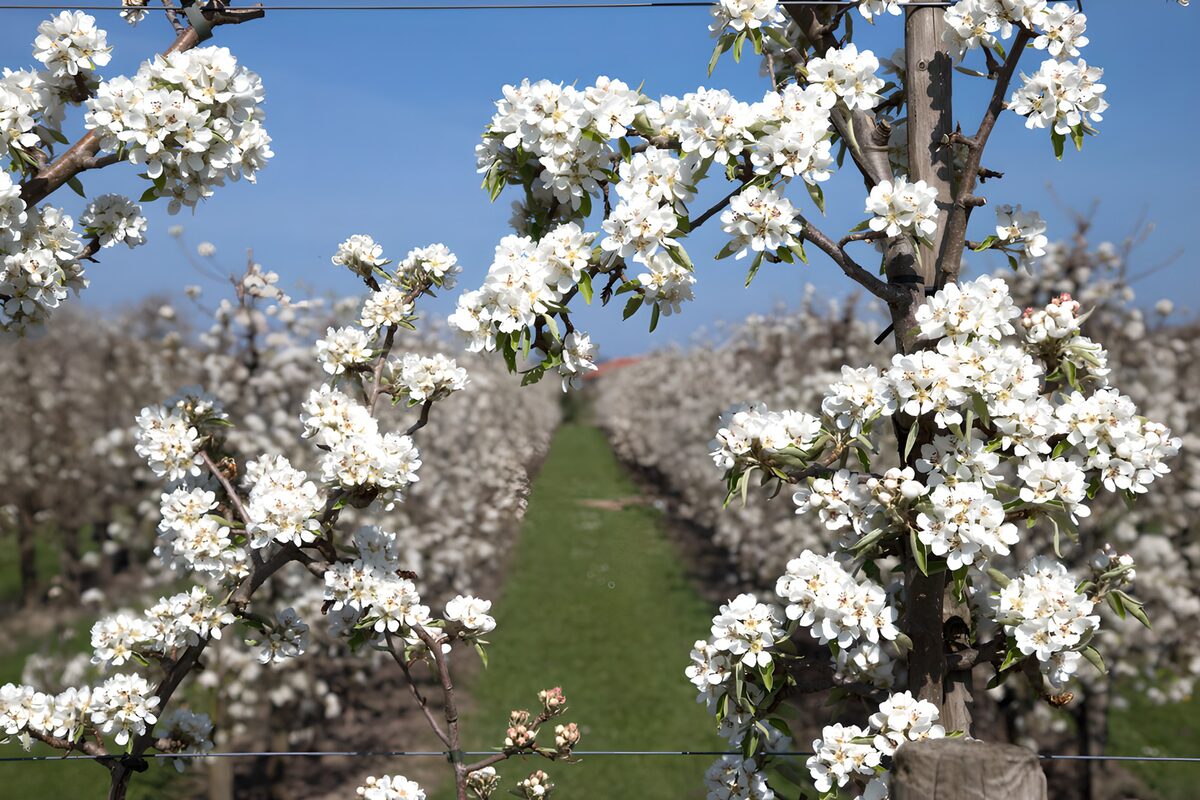 White blossom in a spring orchard