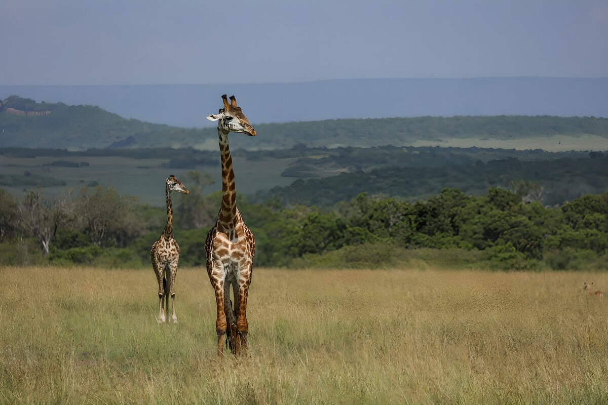 Two giraffes in sunlit grass