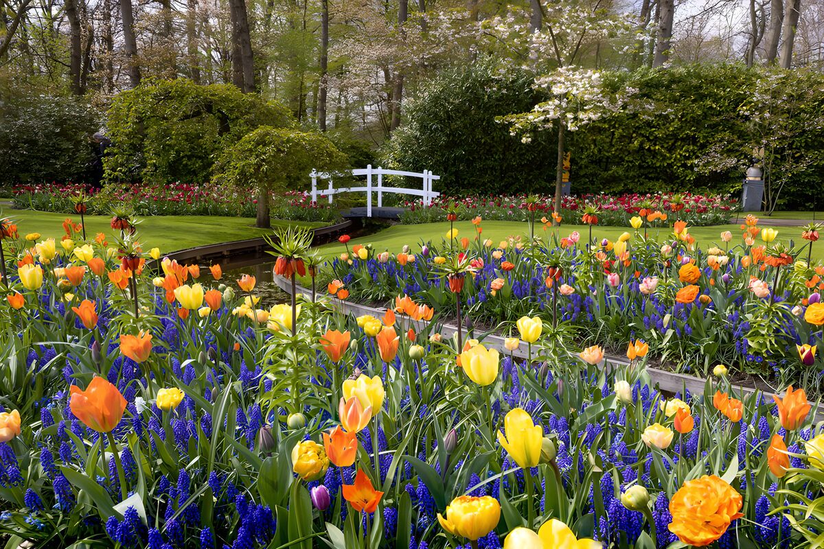 Spring tulips beside a white footbridge