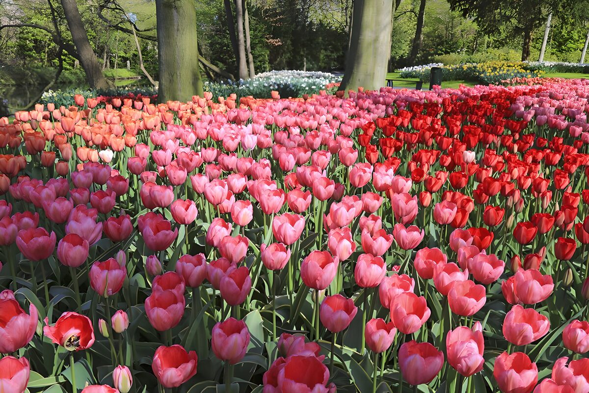 Pink and red tulips in spring sunshine
