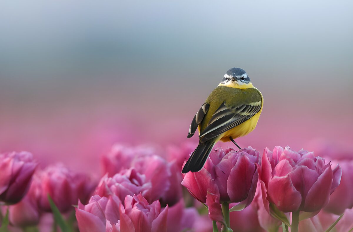Small bird on a pink tulip in spring