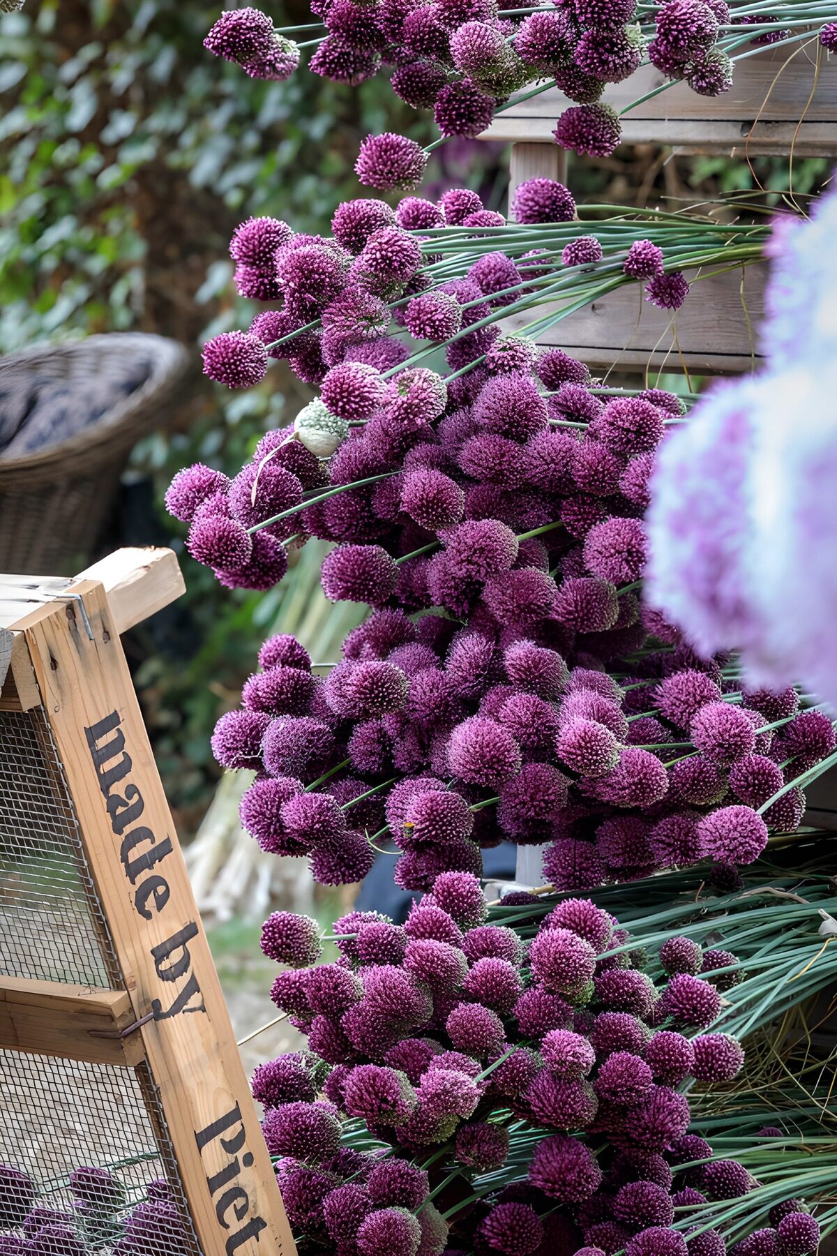 Purple alliums on rustic wooden crates