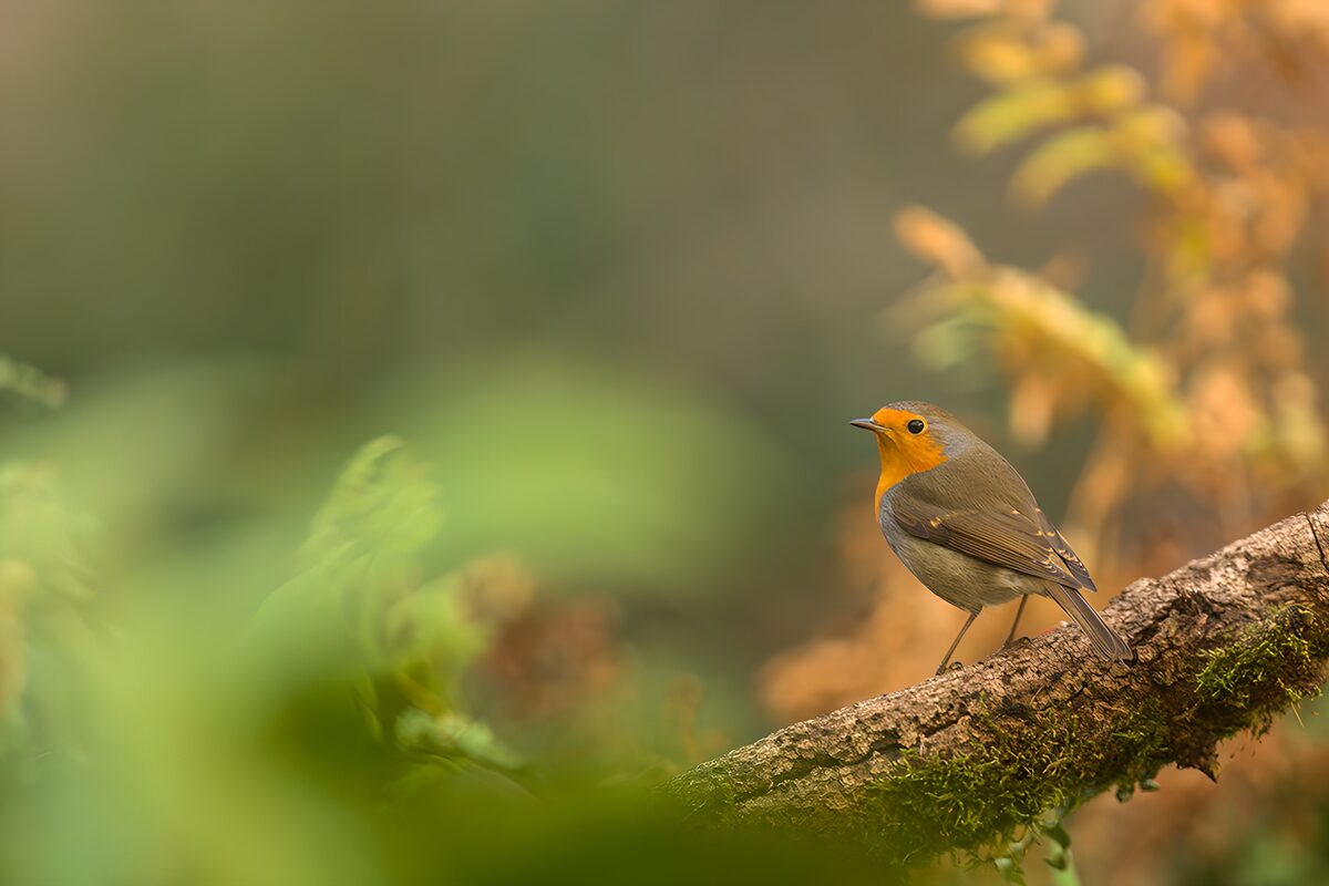 Robin on a mossy branch in warm light