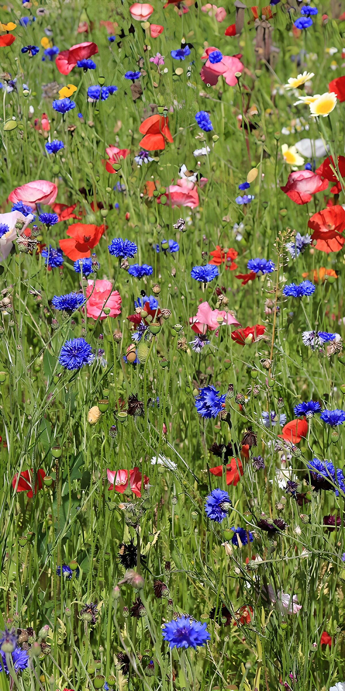 Poppies in a sea of cornflower blue