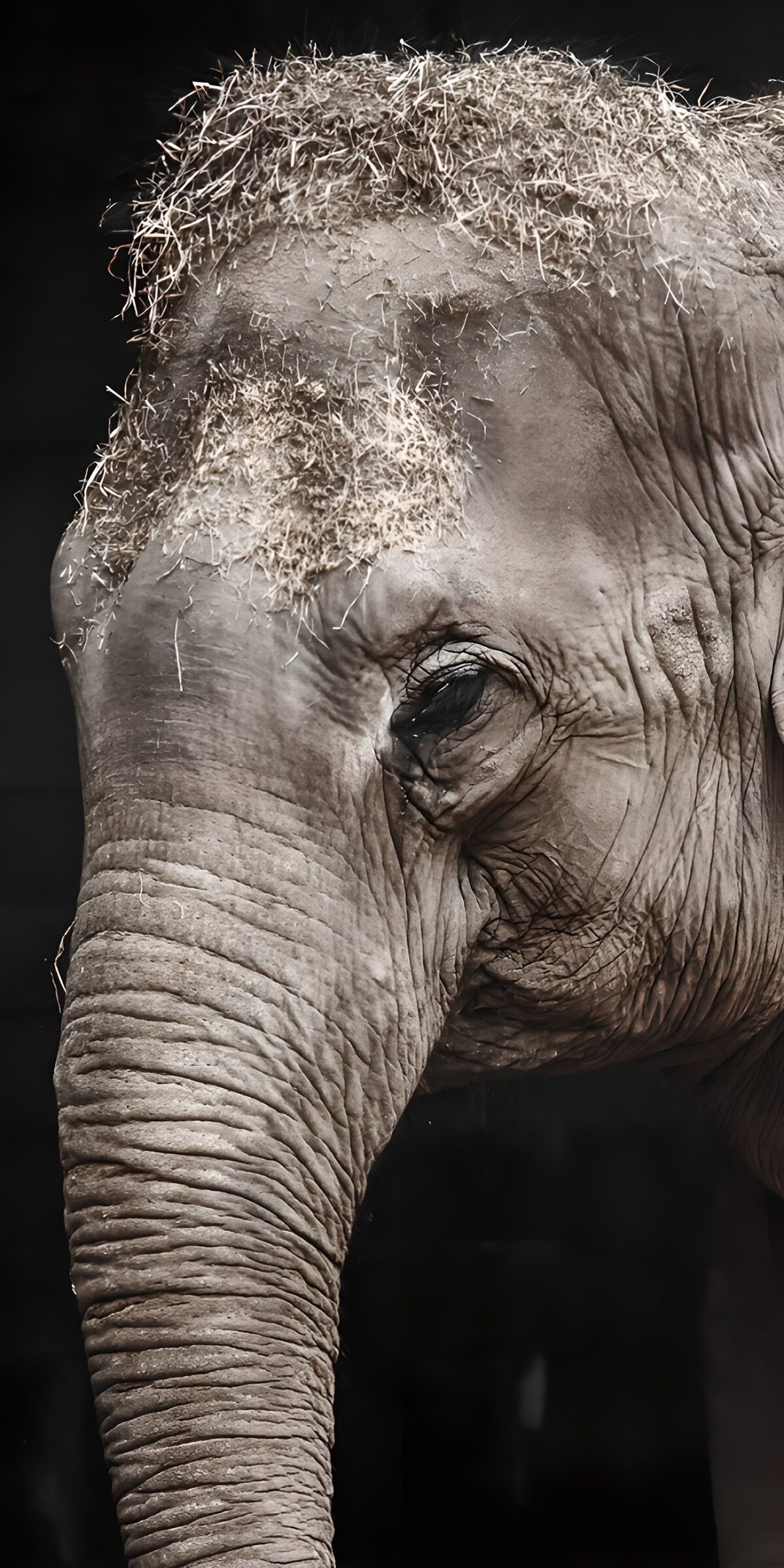 Elephant portrait in quiet shadow
