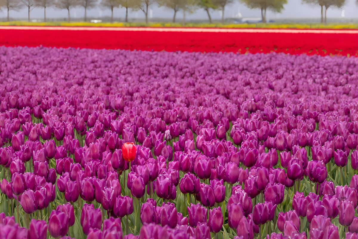 Purple tulip field in soft spring light