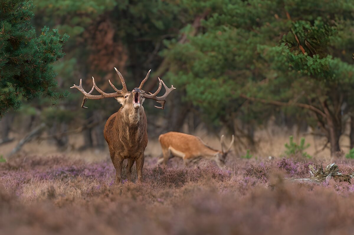 Two red deer stags in purple heather