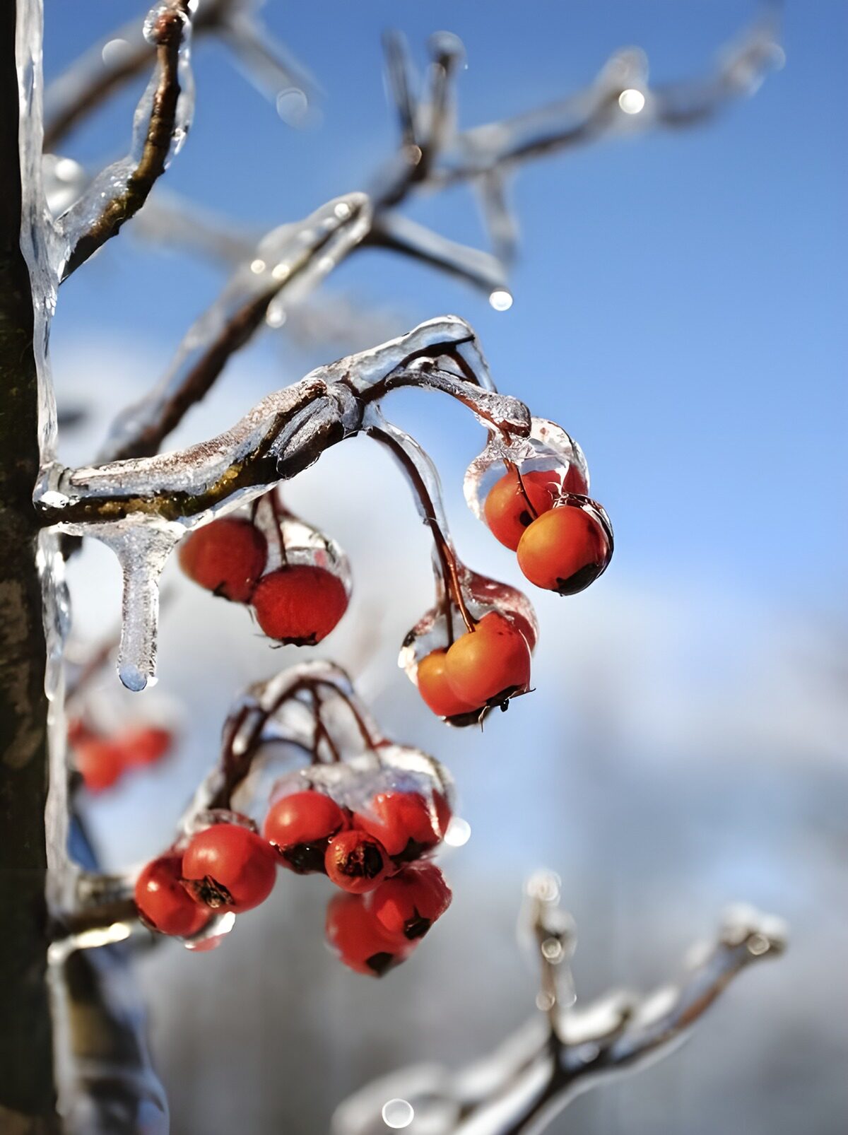 Red berries sealed in clear ice