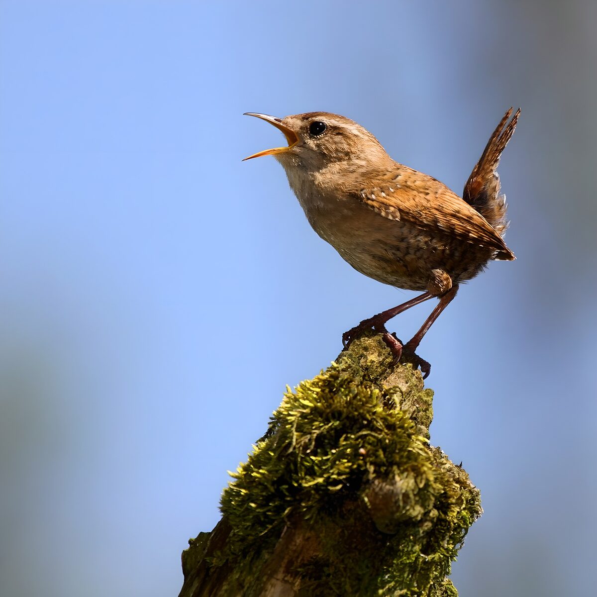Wren singing on a mossy branch