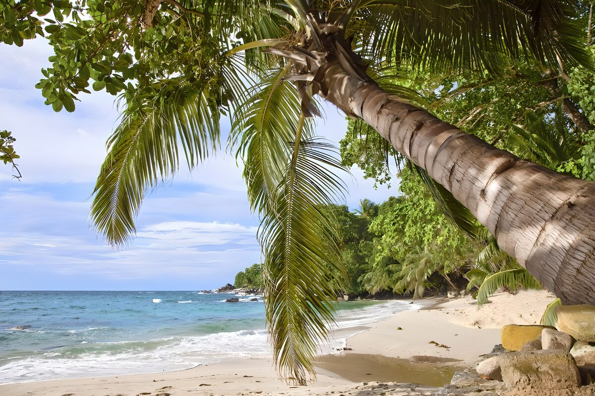 Leaning palm over a sunlit tropical beach