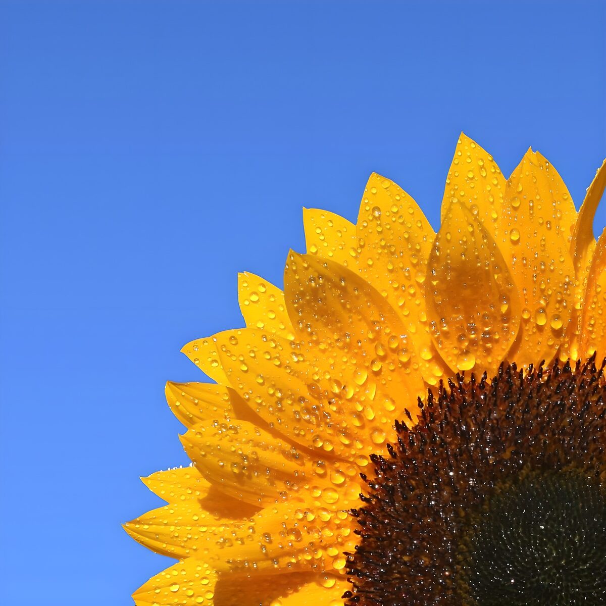 Sunflower droplets against a bright blue sky