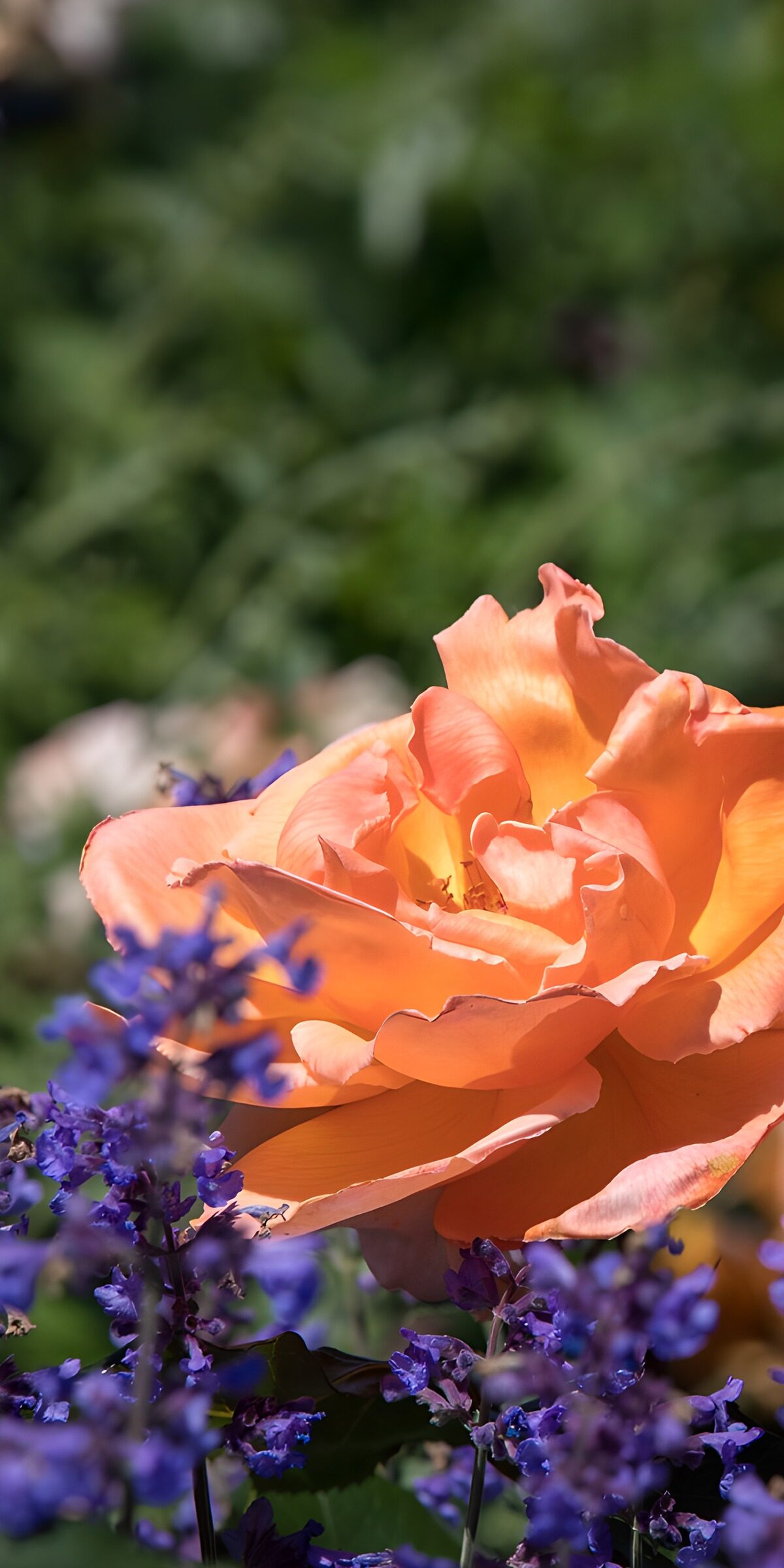 Sunlit orange rose with purple flowers