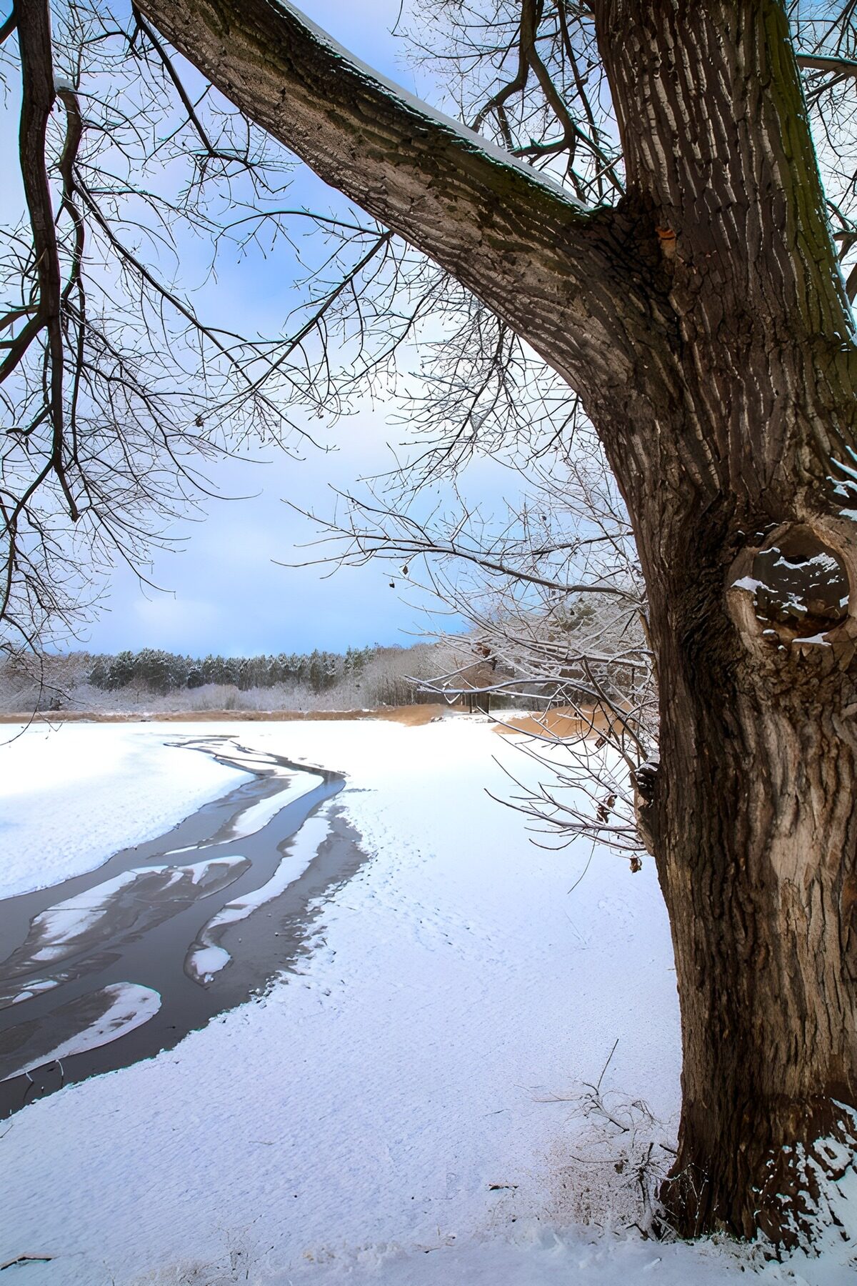 Bare tree by a lake in winter stillness