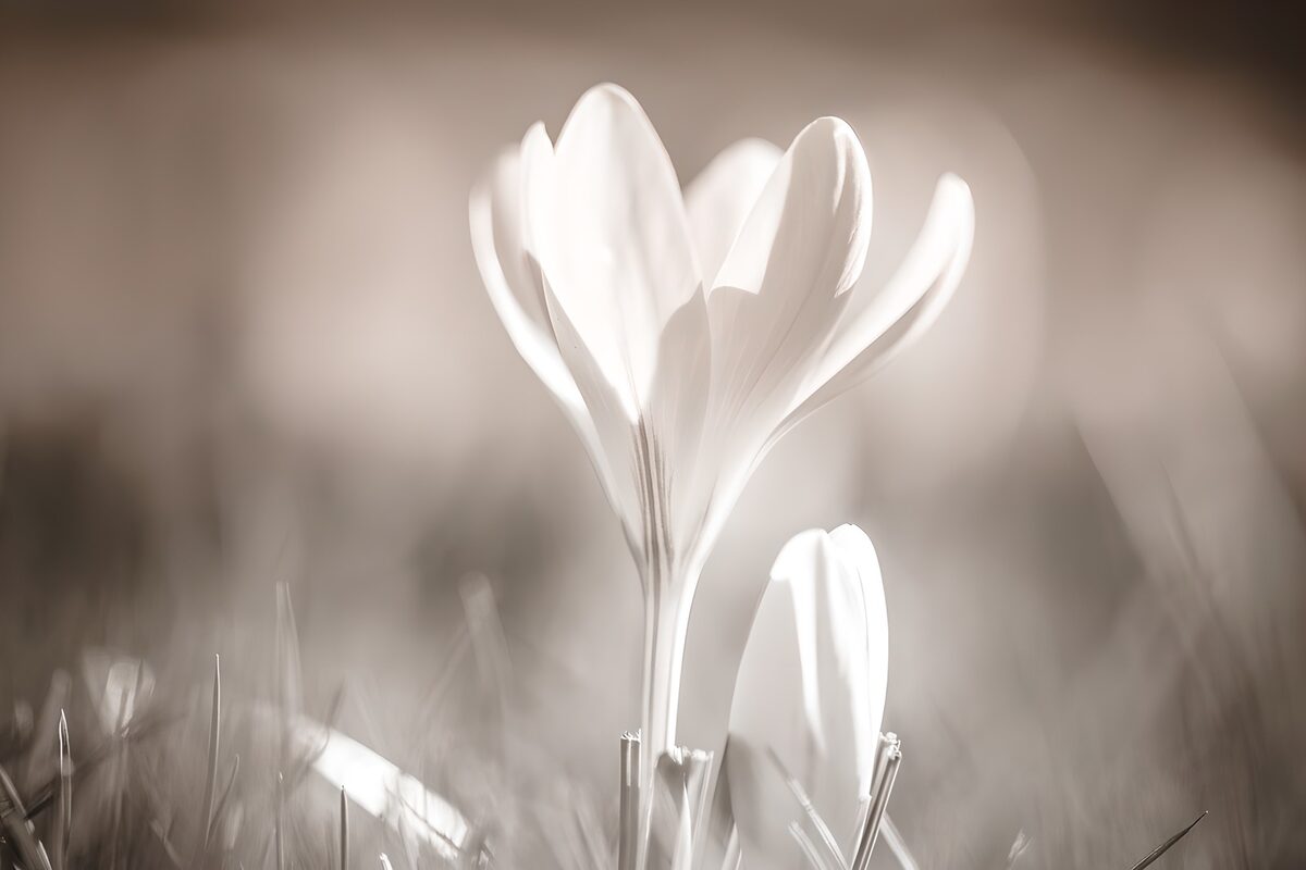 Pale flower and bud in soft light