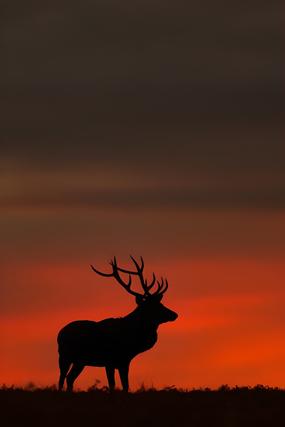 Deer in silhouette at sunset