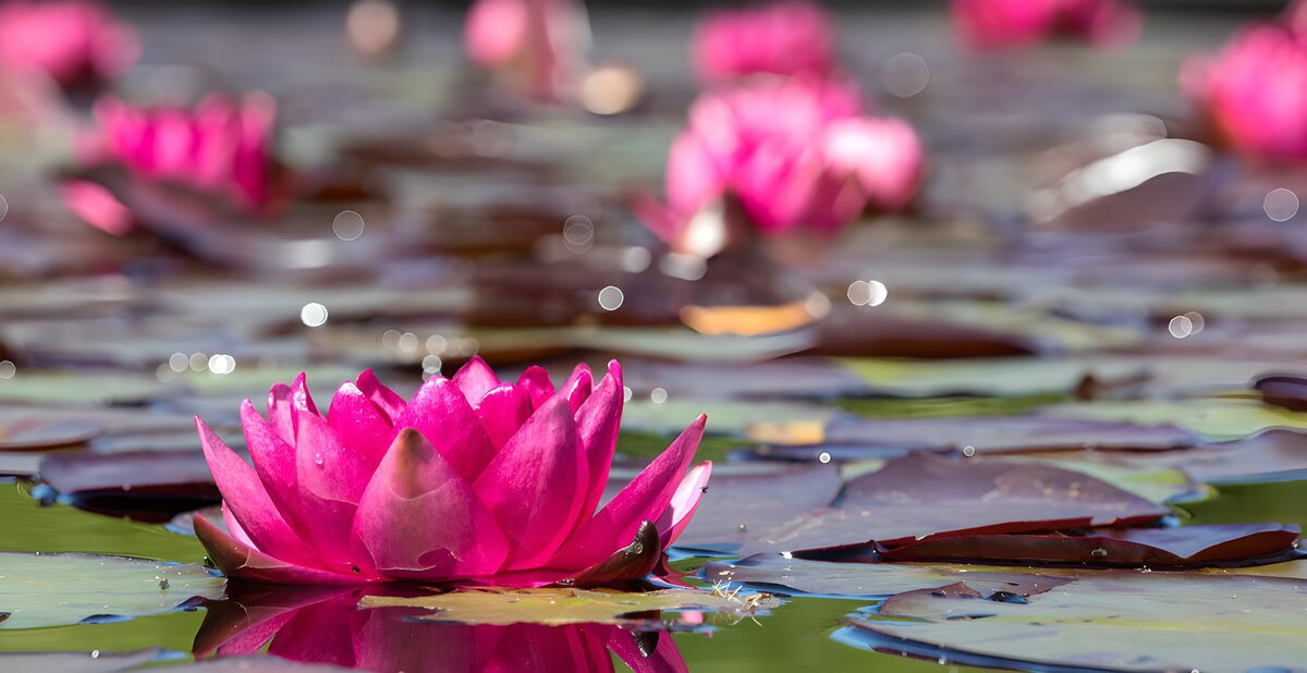 Pink water lily, a blush above the water