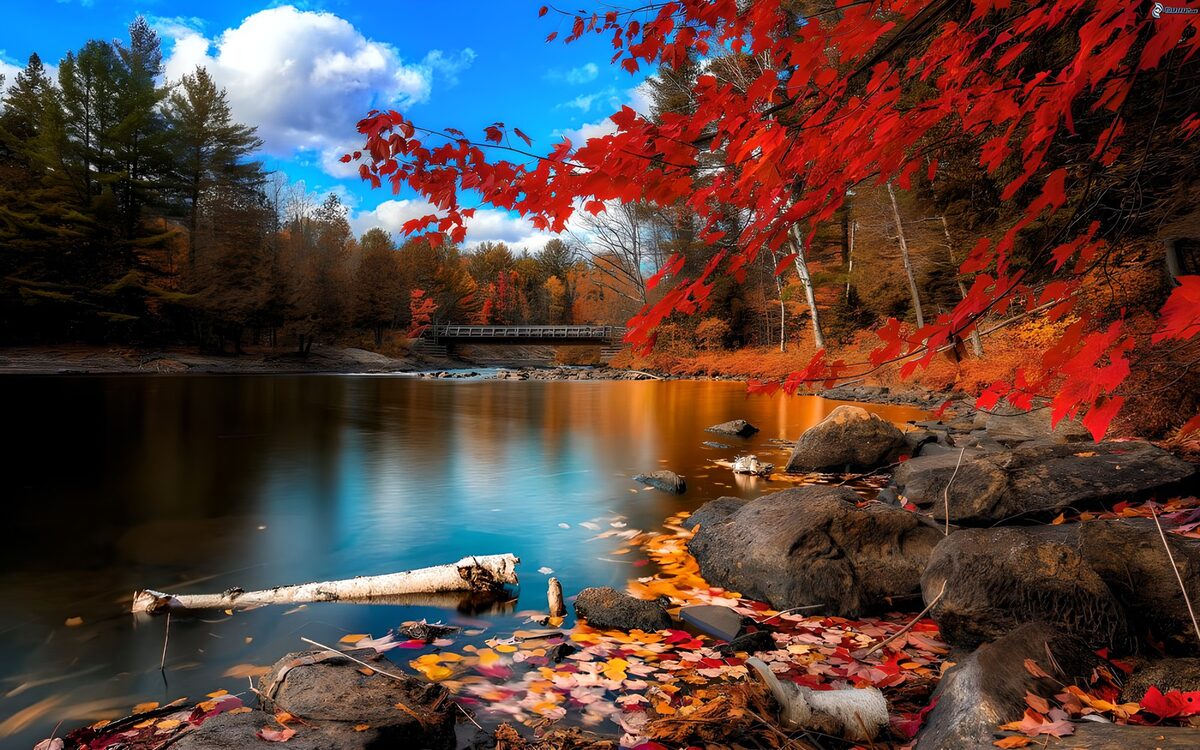 Autumn river beneath a canopy of red