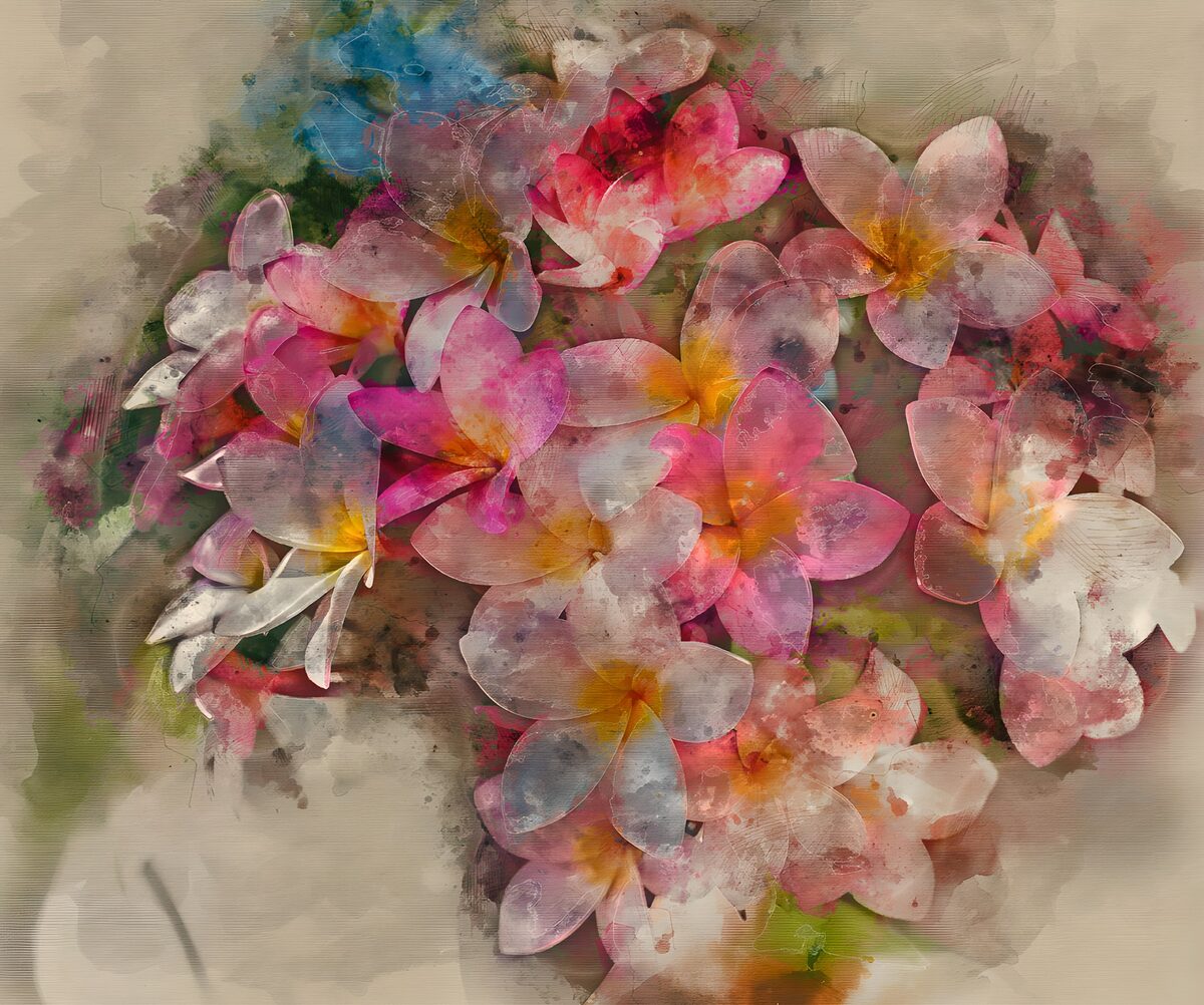 Soft pink and white frangipani