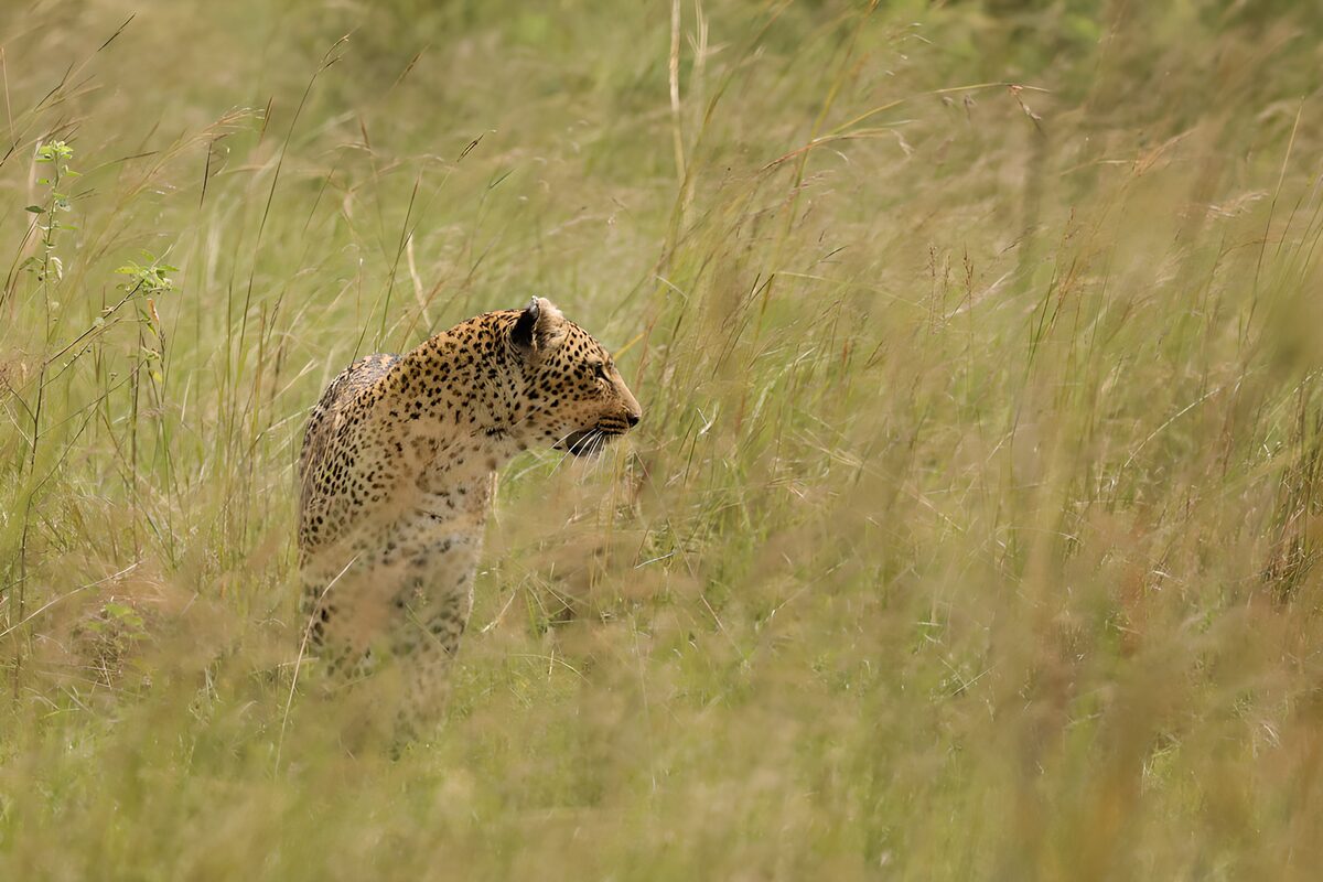 Leopard keeping watch in tall grass